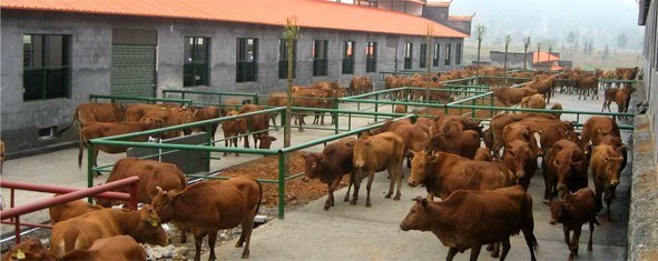 贵州将打造肉牛养殖深加工综合产业园,将在3年内引进10万头青年母牛