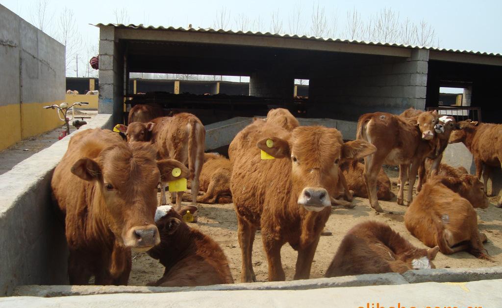 河北有没有肉牛养殖场 火爆销售黄牛牛犊 肉牛种牛提供养殖技术